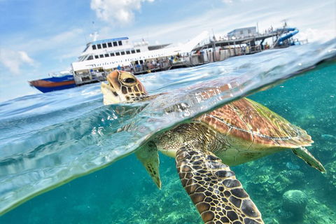 Outer Reef Pontoon Experience From Cairns - Accommodation NT 5