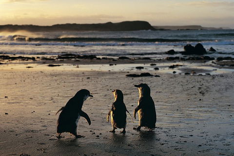 Phillip Island Penguin Parade Day Trip With Koala Conservation Reserve Visit - Accommodation NT 0