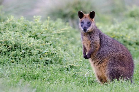 Phillip Island Penguin Parade Day Trip With Koala Conservation Reserve Visit - Accommodation NT 1