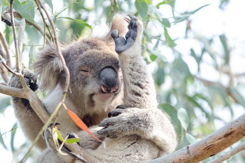 Phillip Island Penguin Parade Day Trip With Koala Conservation Reserve Visit - Accommodation NT 2