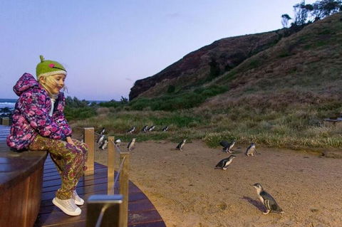 Phillip Island Penguin Parade Day Trip With Koala Conservation Reserve Visit - Accommodation NT 3