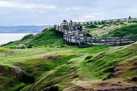 Phillip Island Penguin Parade Day Trip With Koala Conservation Reserve Visit - Accommodation NT 4