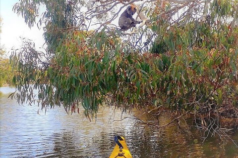 Kangaroo Island Self-Guided Kayaking On The Harriet River - Accommodation NT 4