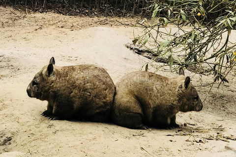 Phillip Island Penguin Parade, Brighton Bathing Boxes And Wildlife Park Tour - Accommodation NT 0