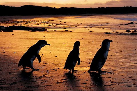 Phillip Island Penguin Parade, Brighton Bathing Boxes And Wildlife Park Tour - Accommodation NT 1
