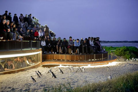Phillip Island Penguin Parade, Brighton Bathing Boxes And Wildlife Park Tour - Accommodation NT 2