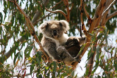 Phillip Island Penguin Parade, Brighton Bathing Boxes And Wildlife Park Tour - Accommodation NT 4