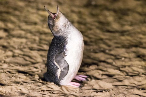 Phillip Island Penguin Parade, Brighton Bathing Boxes And Wildlife Park Tour - Accommodation NT 5
