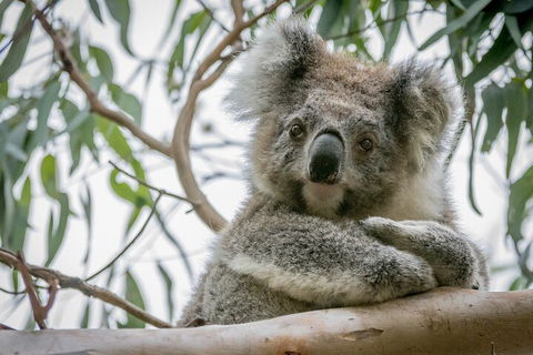 Great Ocean Road & Grampians National Park Tour - 3 Days, 2 Nights - Accommodation NT 2