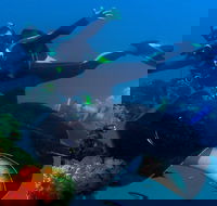 Scuba Dive the S.S. Yongala Wreck on the Great Barrier Reef. - Accommodation NT